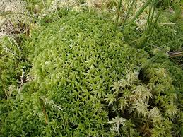 Attēlu rezultāti vaicājumam “Sphagnum fallax”