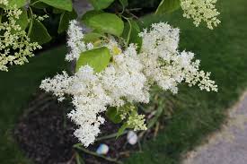 Attēlu rezultāti vaicājumam “Syringa reticulata subsp. amurensis”