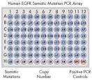 q Biomarker Somatic Mutation PCR Assays