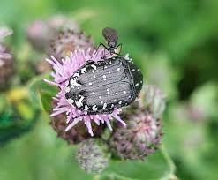 Attēlu rezultāti vaicājumam “Oxythyrea funesta”