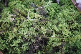 Attēlu rezultāti vaicājumam “Callicladium haldanianum sporophyte”