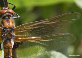 Attēlu rezultāti vaicājumam “Epitheca bimaculata”