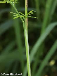 Attēlu rezultāti vaicājumam “Cnidium dubium leaf”