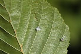 Attēlu rezultāti vaicājumam “Psylla alni”