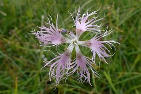 Image result for Dianthus superbus