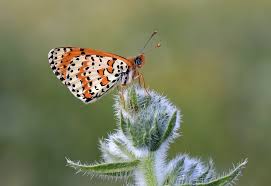 Attēlu rezultāti vaicājumam “Melitaea didyma underside”