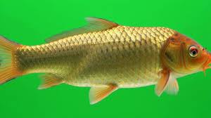 Image result for Cyprinus rubrofuscus