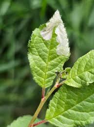 Attēlu rezultāti vaicājumam “Lyonetia prunifoliella”