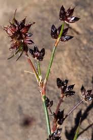 Attēlu rezultāti vaicājumam “Juncus alpinoarticulatus”