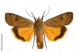 Attēlu rezultāti vaicājumam “Noctua pronuba”