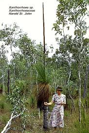 Attēlu rezultāti vaicājumam “Xanthorrhoeaceae”