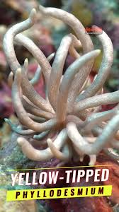 Attēlu rezultāti vaicājumam “Calypogeia azurea cells”