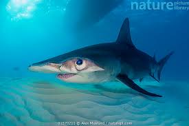 Image result for Sphyrna mokarran