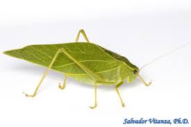 Attēlu rezultāti vaicājumam “Orthoptera”