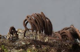 Attēlu rezultāti vaicājumam “Stemonitis flavogenita stalked”