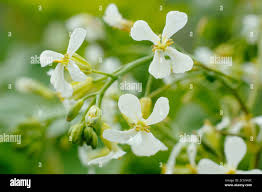 Attēlu rezultāti vaicājumam “Raphanus sativus flower”