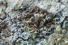 Attēlu rezultāti vaicājumam “Lecanora argentata”