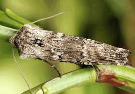 Attēlu rezultāti vaicājumam “Lithomoia solidaginis”