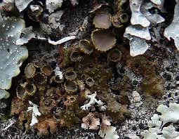 Attēlu rezultāti vaicājumam “Melanohalea exasperata”