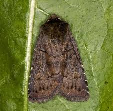 Attēlu rezultāti vaicājumam “Rusina ferruginea”