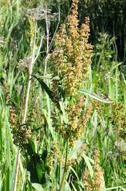 Attēlu rezultāti vaicājumam “Rumex hydrolapathum leaf”