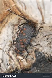 Attēlu rezultāti vaicājumam “Bolitophagus reticulatus imago”