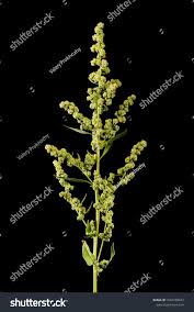 Attēlu rezultāti vaicājumam “Atriplex patula”