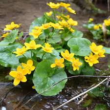 Attēlu rezultāti vaicājumam “Caltha palustris fruit”