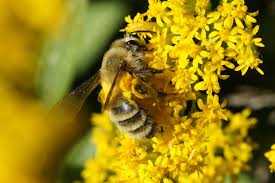 Attēlu rezultāti vaicājumam “Andrena”
