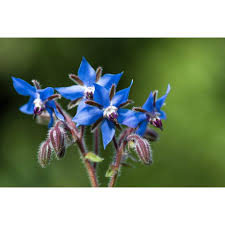 Image result for Borago officinalis