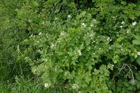 Attēlu rezultāti vaicājumam “Rubus plicatus flower”