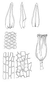 Attēlu rezultāti vaicājumam “Orthotrichum pumilum”