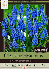 Attēlu rezultāti vaicājumam “Muscari armeniacum”