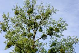 Attēlu rezultāti vaicājumam “Viscum album leaf”