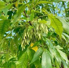 Attēlu rezultāti vaicājumam “Fraxinus pennsylvanica fruit”