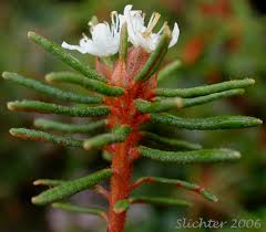 Attēlu rezultāti vaicājumam “Ledum palustre flower”