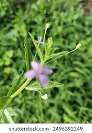 Attēlu rezultāti vaicājumam “Epilobium roseum flower”