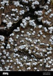 Attēlu rezultāti vaicājumam “Badhamia sp.”