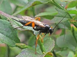 Attēlu rezultāti vaicājumam “Ichneumonidae imago”