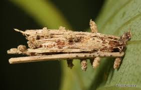 Attēlu rezultāti vaicājumam “Psyche casta larva”