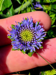 Attēlu rezultāti vaicājumam “Jasione montana flower”