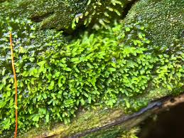 Attēlu rezultāti vaicājumam “Riccardia palmata”