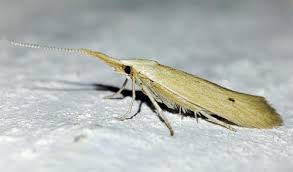 Attēlu rezultāti vaicājumam “Coleophoridae”