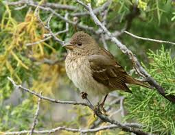 Attēlu rezultāti vaicājumam “Carpodacus erythrinus adult”