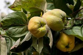 Attēlu rezultāti vaicājumam “Cydonia oblonga”