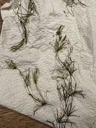 Attēlu rezultāti vaicājumam “Nitella flexilis”