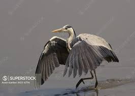 Attēlu rezultāti vaicājumam “Ardea cinerea adult”
