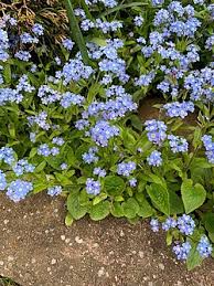 Attēlu rezultāti vaicājumam “Myosotis”