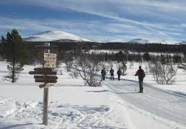 Image result for Tyneside Loipers