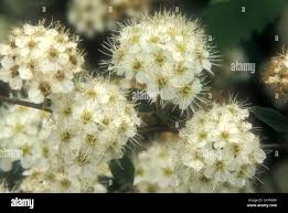 Attēlu rezultāti vaicājumam “Spiraea chamaedryfolia flower”